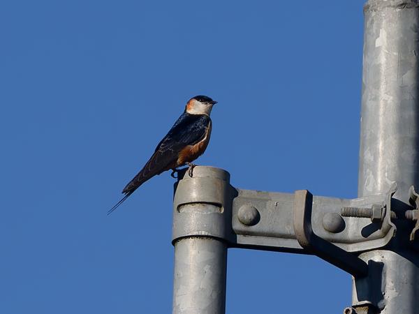 <h3><a href="/trips/tanzania/biota/animalia/chordata/aves/040 passeriformes/075 hirundinidae/cecropis senegalensis/cecropis senegalensis-nl.html">Cecropis&nbsp;senegalensis</a> / Mosque&nbsp;swallow / Moskeezwaluw</h3>OM-1 Mark II met OLYMPUS M.150-400mm F4.5, 1/2000 sec  bij F4.5, ISO 200, afstand 48.9&nbsp;m